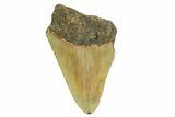 Partial, Fossil Megalodon Tooth - North Carolina #361709-1